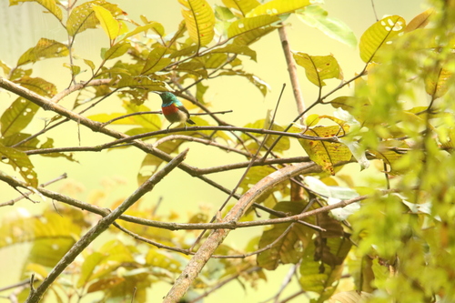 iNaturalist image