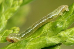 Eupithecia intricata