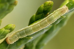 Eupithecia intricata