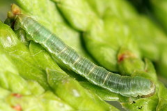 Eupithecia intricata