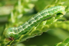 Eupithecia intricata