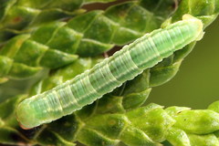 Eupithecia intricata