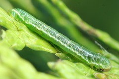 Eupithecia intricata