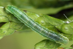 Eupithecia intricata