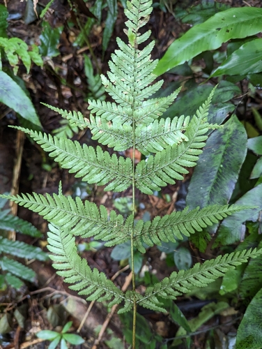 Dryopteris koidzumiana iNat (2)