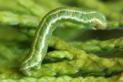 Eupithecia intricata
