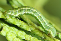 Eupithecia intricata