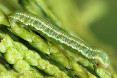 Eupithecia intricata