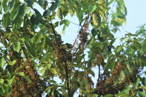 iNaturalist image