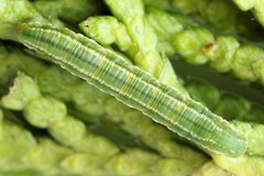Eupithecia intricata