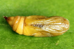 Eupithecia intricata