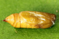 Eupithecia intricata