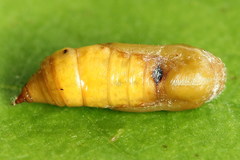 Eupithecia intricata