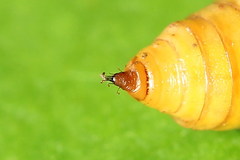 Eupithecia intricata