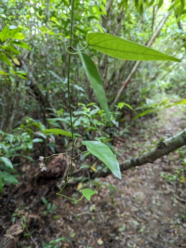 Tylophora japonica iNat (2)