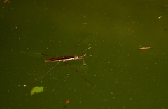 Limnoporus rufoscutellatus
