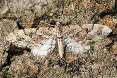 Eupithecia lanceata