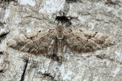 Eupithecia lanceata