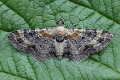 Eupithecia linariata