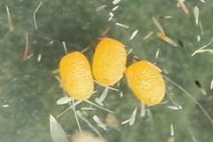 Eupithecia linariata