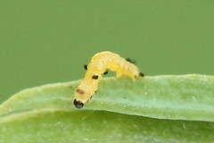 Eupithecia linariata