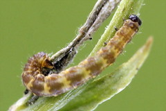 Eupithecia linariata