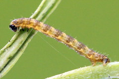 Eupithecia linariata