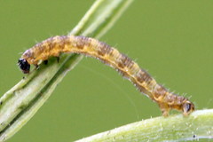 Eupithecia linariata