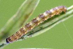 Eupithecia linariata