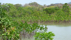 Montrichardia arborescens