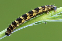 Eupithecia linariata