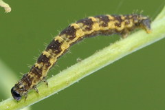 Eupithecia linariata