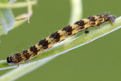 Eupithecia linariata