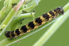 Eupithecia linariata