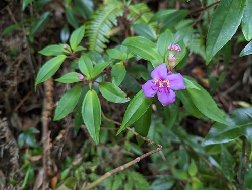 Tashiroea okinawensis observed 2023-06-12
