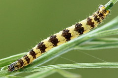 Eupithecia linariata