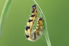 Eupithecia linariata