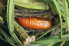 Eupithecia linariata