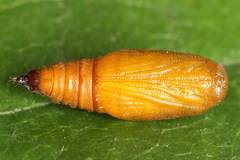 Eupithecia linariata