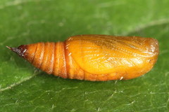 Eupithecia linariata