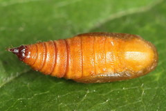 Eupithecia linariata