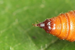 Eupithecia linariata