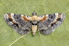 Eupithecia linariata