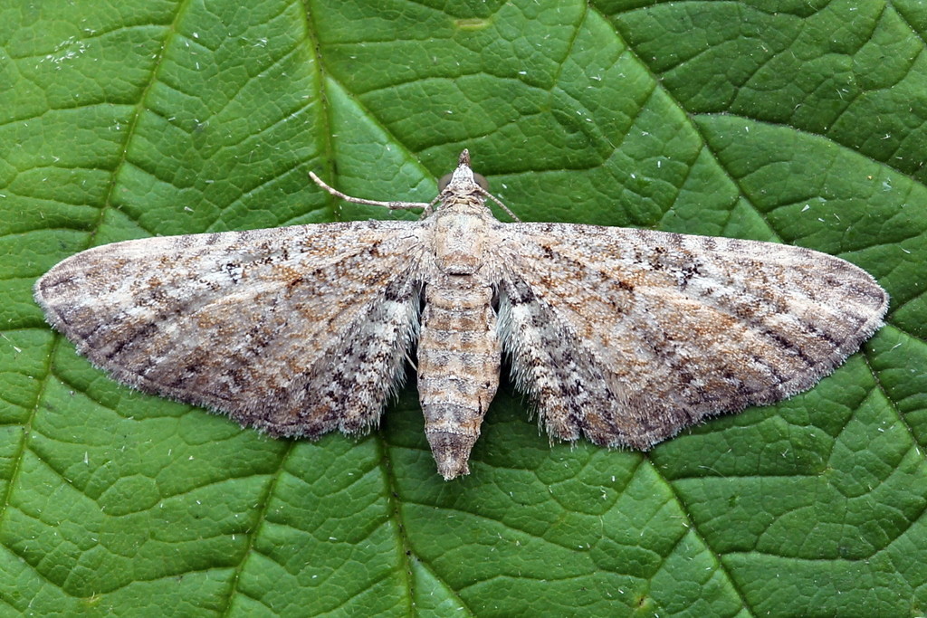 Yarrow Pug