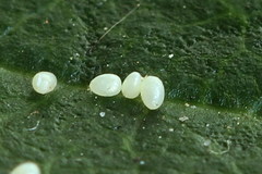 Eupithecia millefoliata