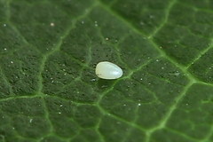 Eupithecia millefoliata