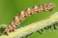 Eupithecia millefoliata