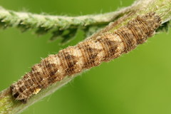 Eupithecia millefoliata