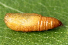 Eupithecia millefoliata