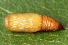 Eupithecia millefoliata